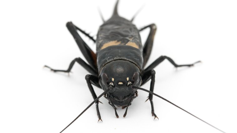photo of a Gryllus bimaculatus male