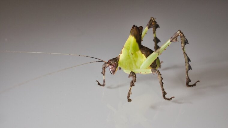 Ancylecha fenestrata