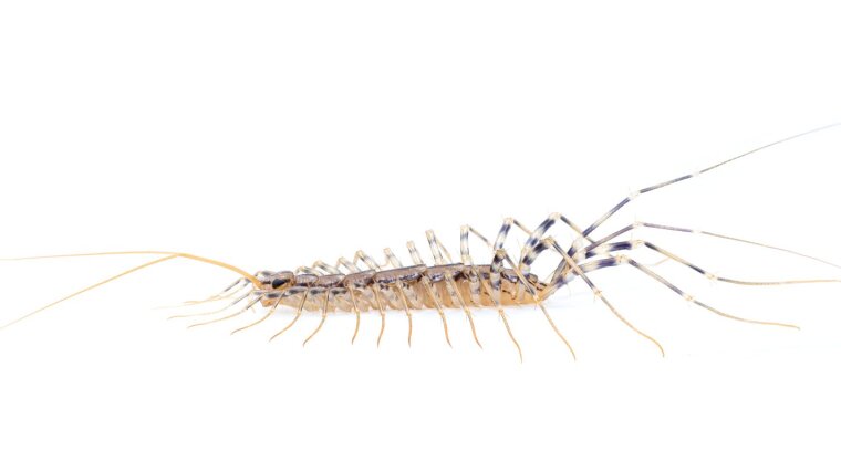 Scutigera coleoptrata photo