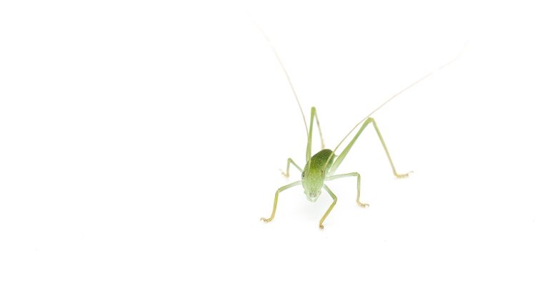 photo of a juvenile Mecopoda elongata