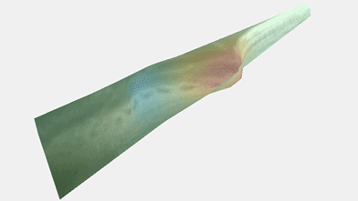 18kHz LDV in mecopoda elongata