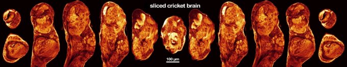 Pic of a sliced cricket brain